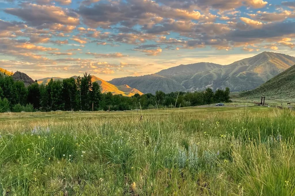 Golden Meadow Skyline