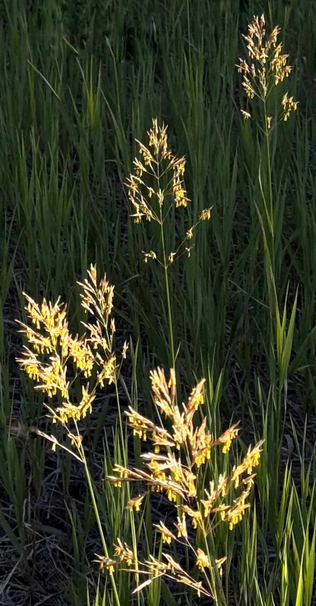 Golden Grass Glow