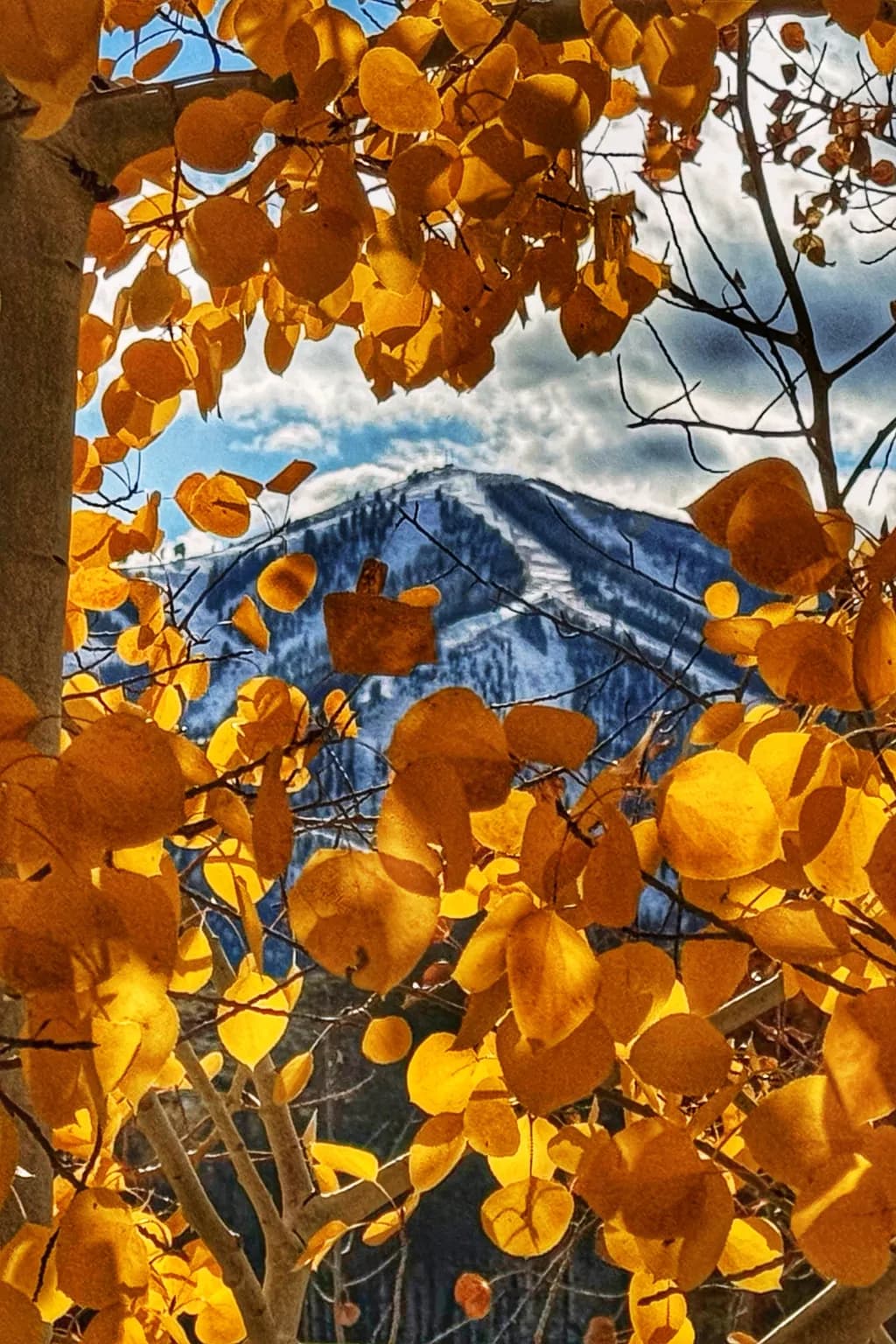 Golden Aspen Frame