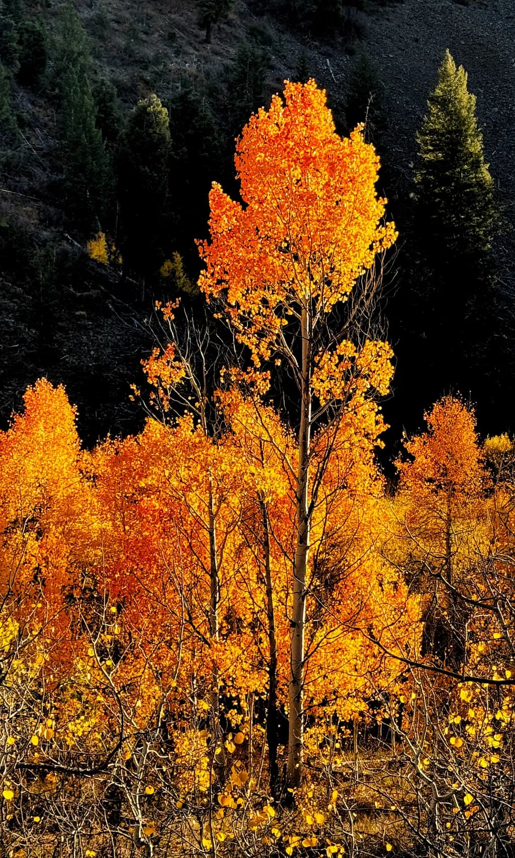 Autumn Blaze