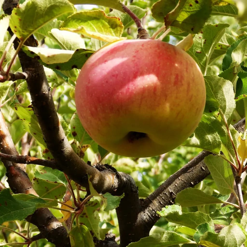 Ripe Apple on Branch