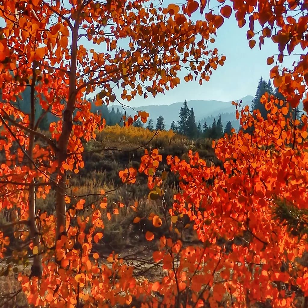 Crimson Canopy