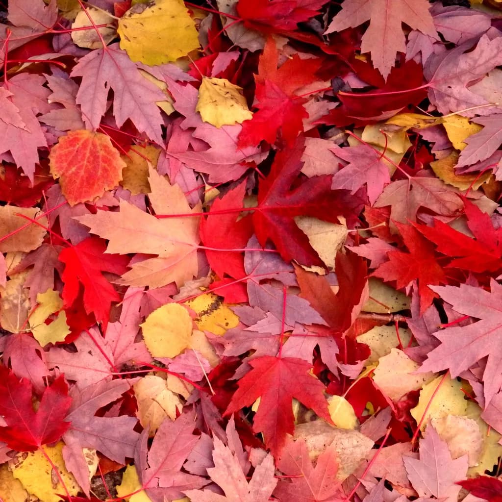 Autumn Mosaic