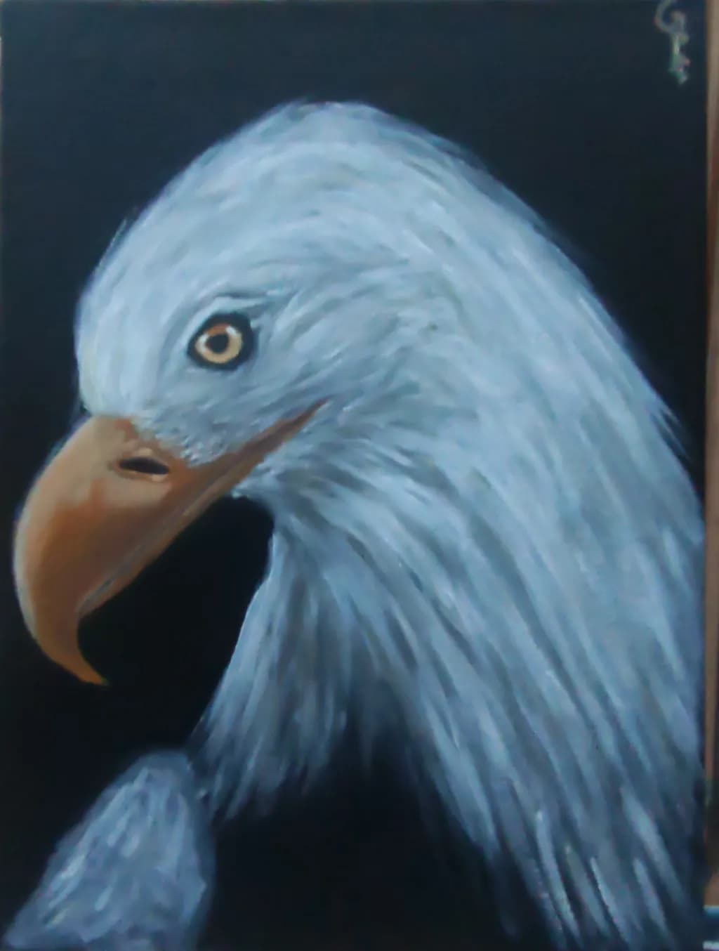 Eagle's Gaze