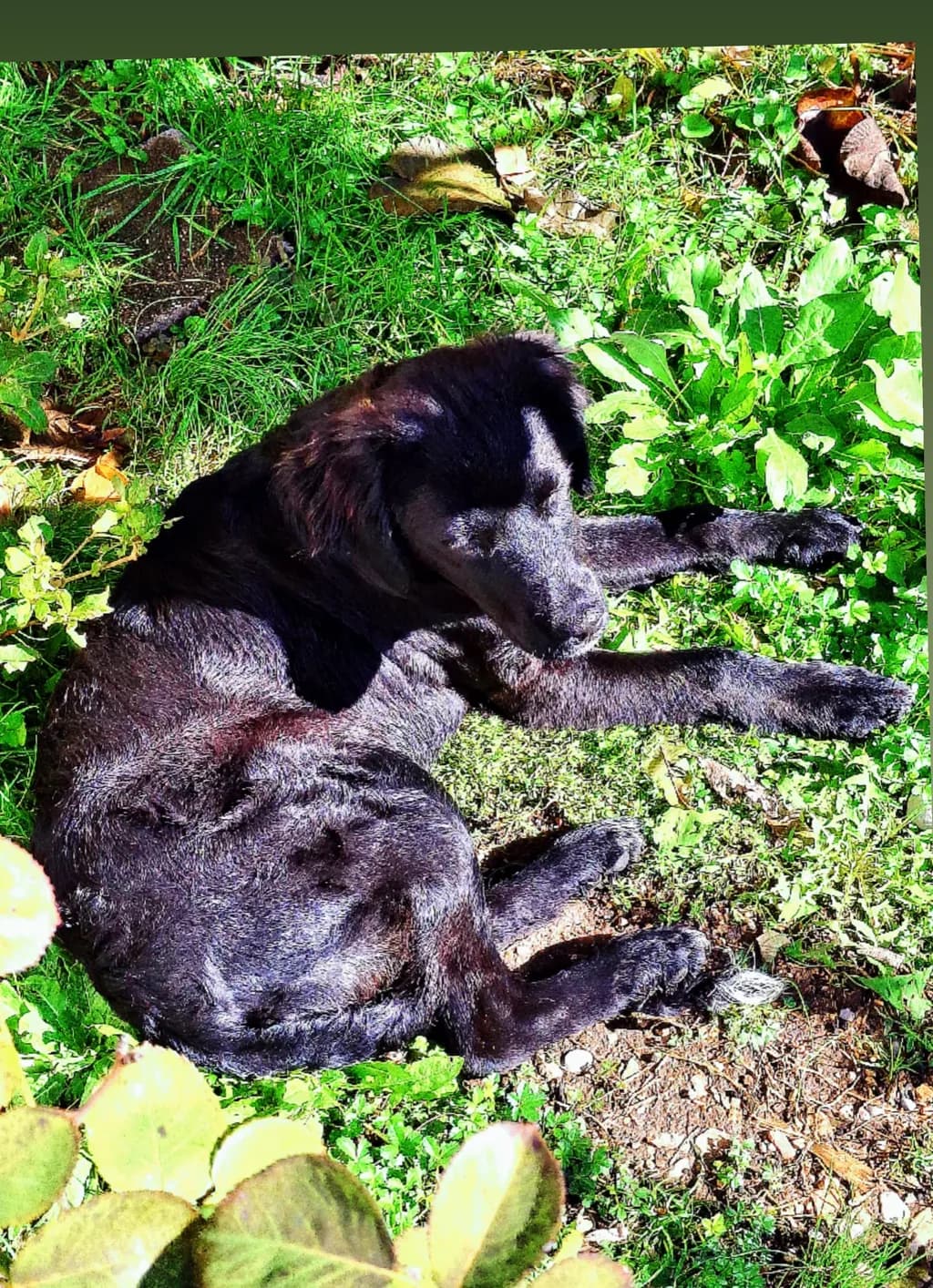 Black Dog Bliss