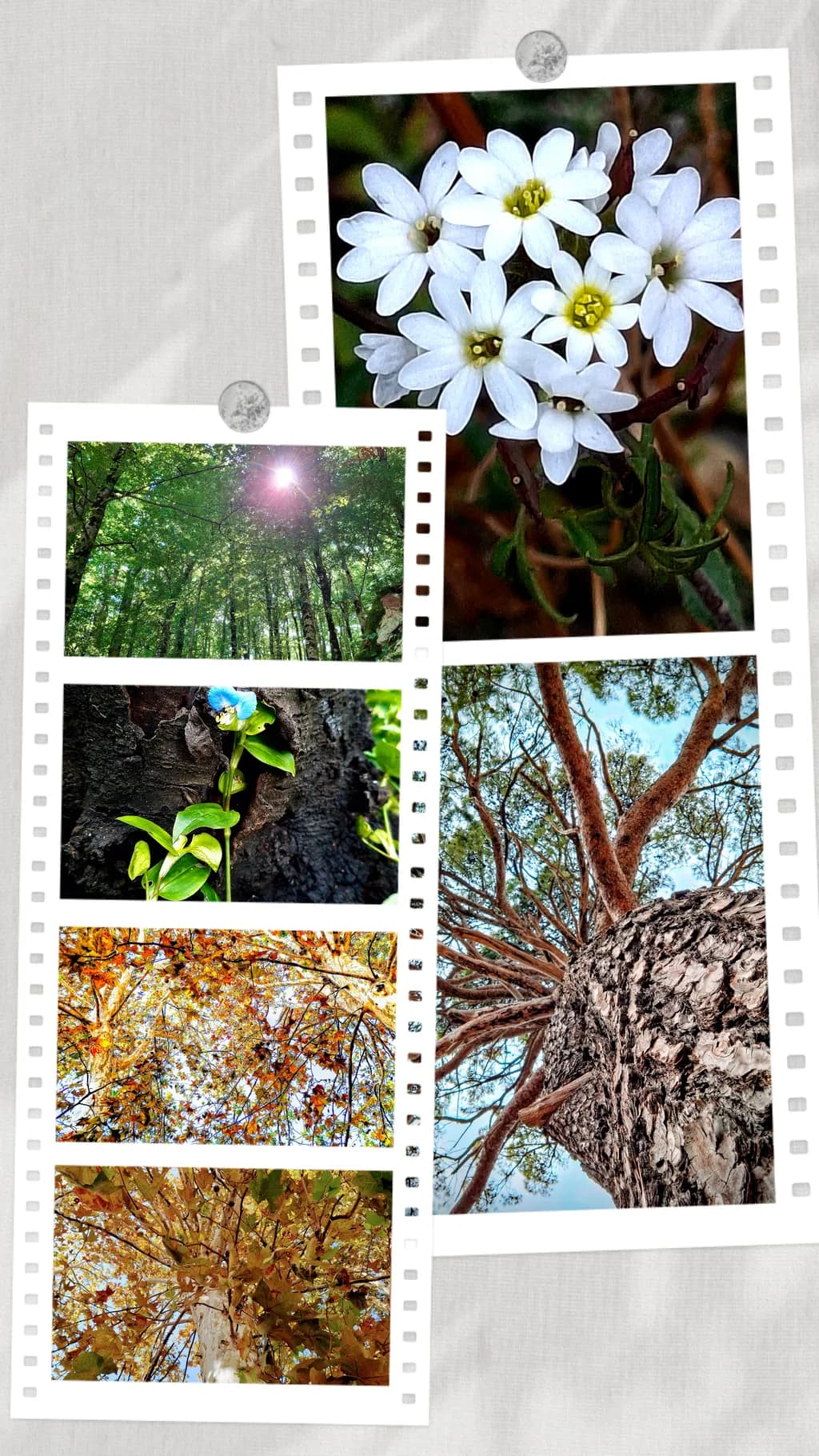 Nature's Mosaic
