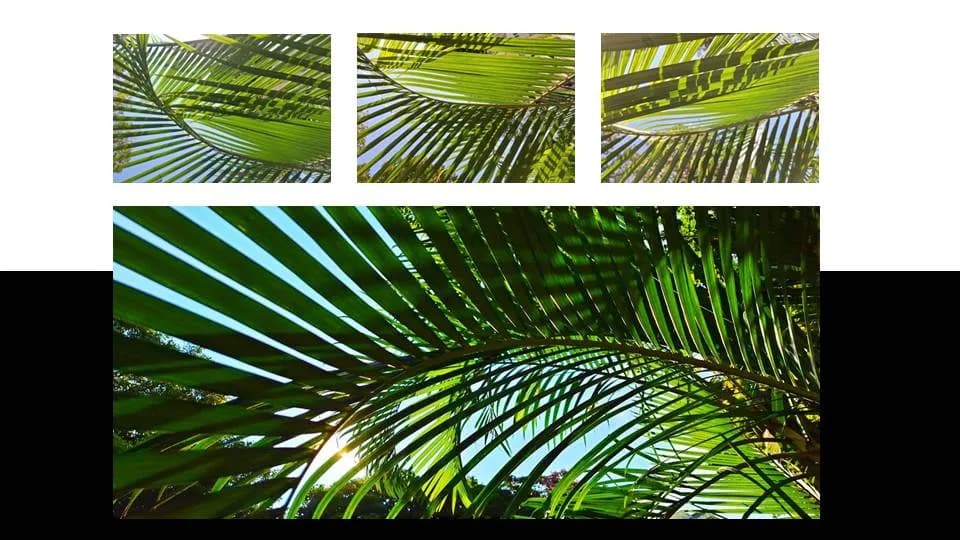 Lush Canopy