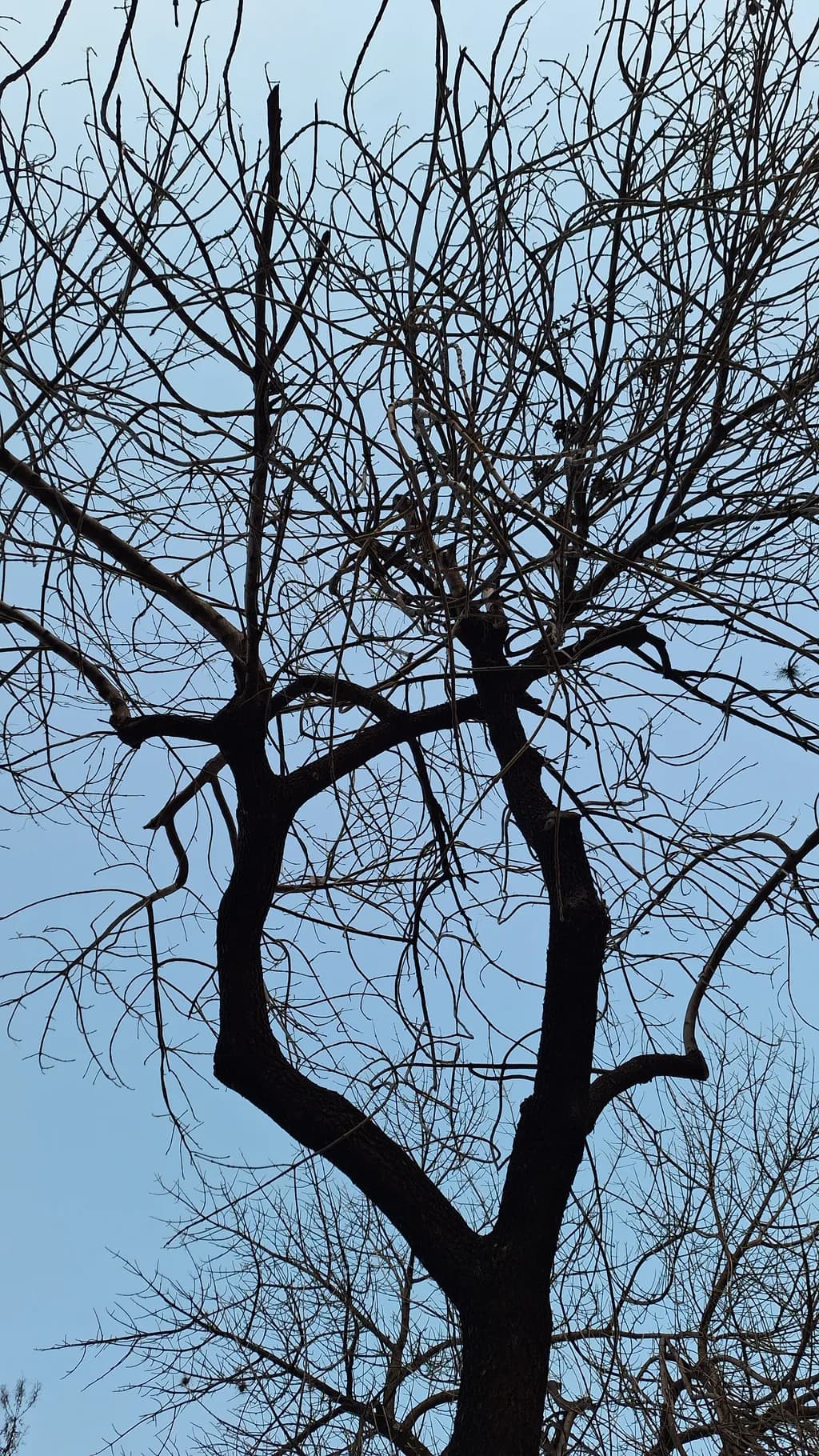 Bare Branches