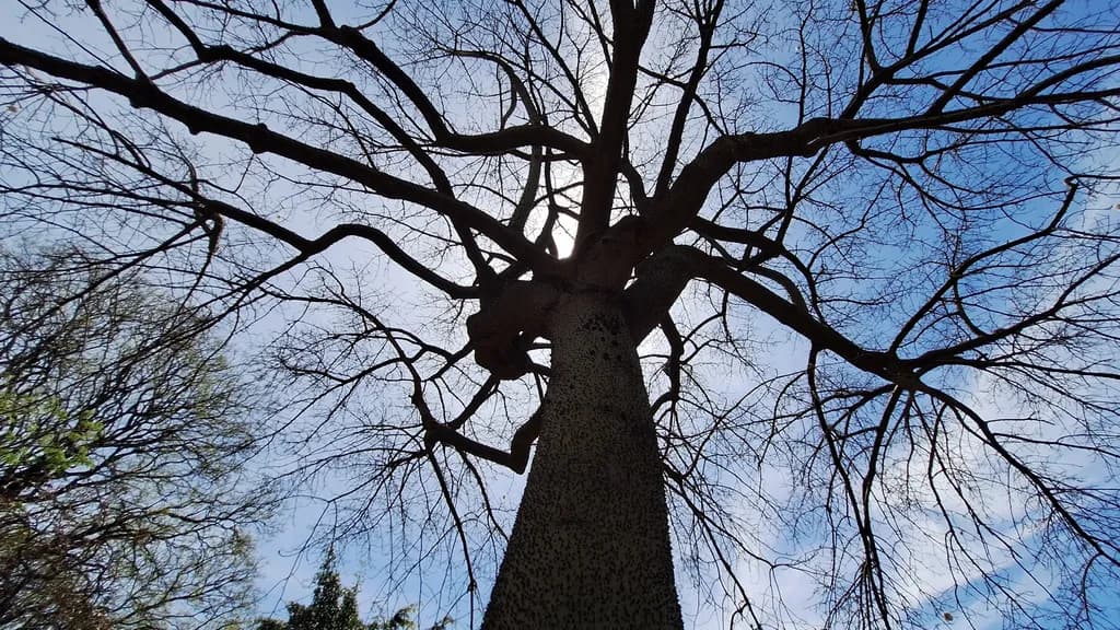 Branching Solitude