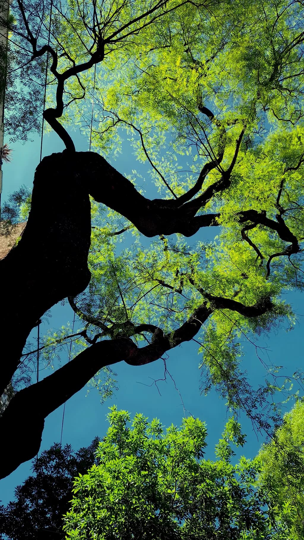 Canopy Dreams