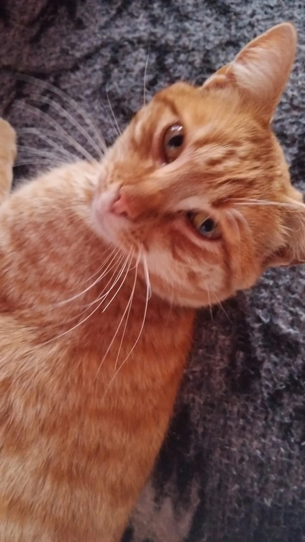 Curious Ginger Cat