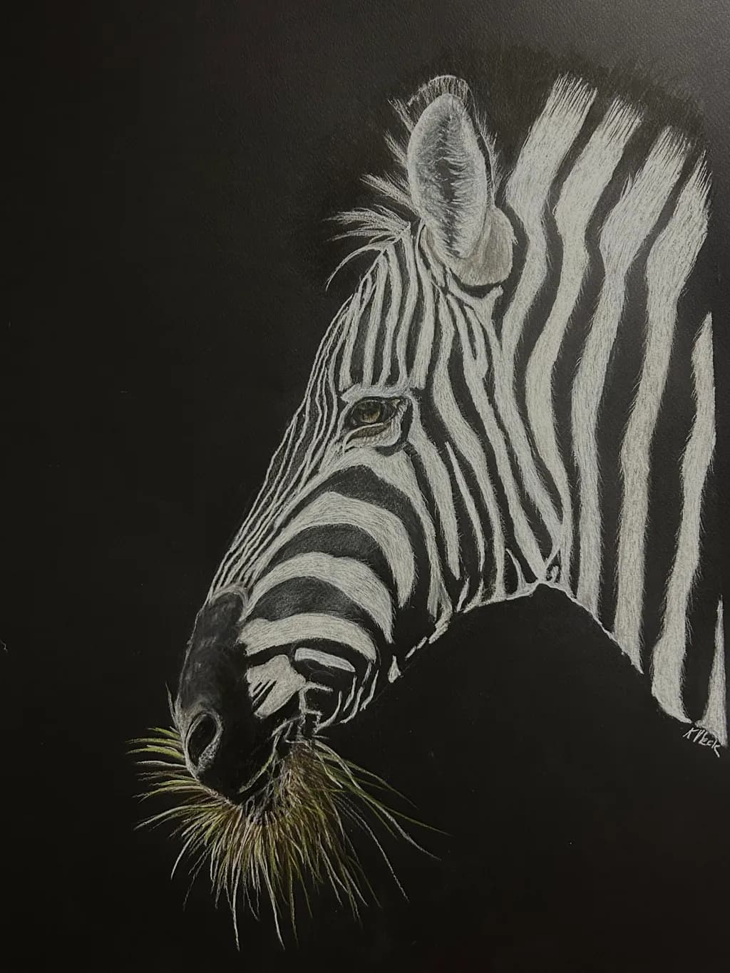 Zebra Portrait