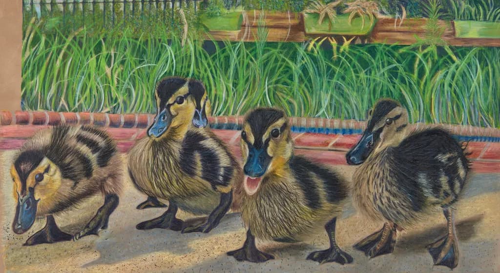Ducklings Gathering