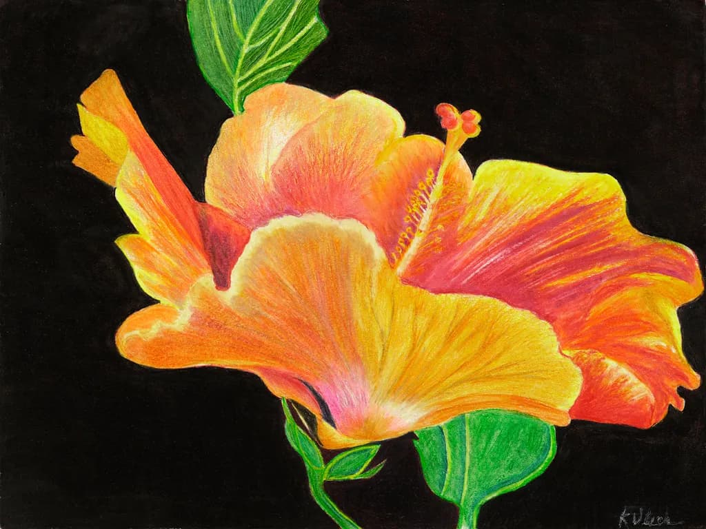 Hibiscus Radiance