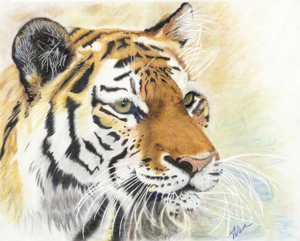 Shaleem Tiger Portrait