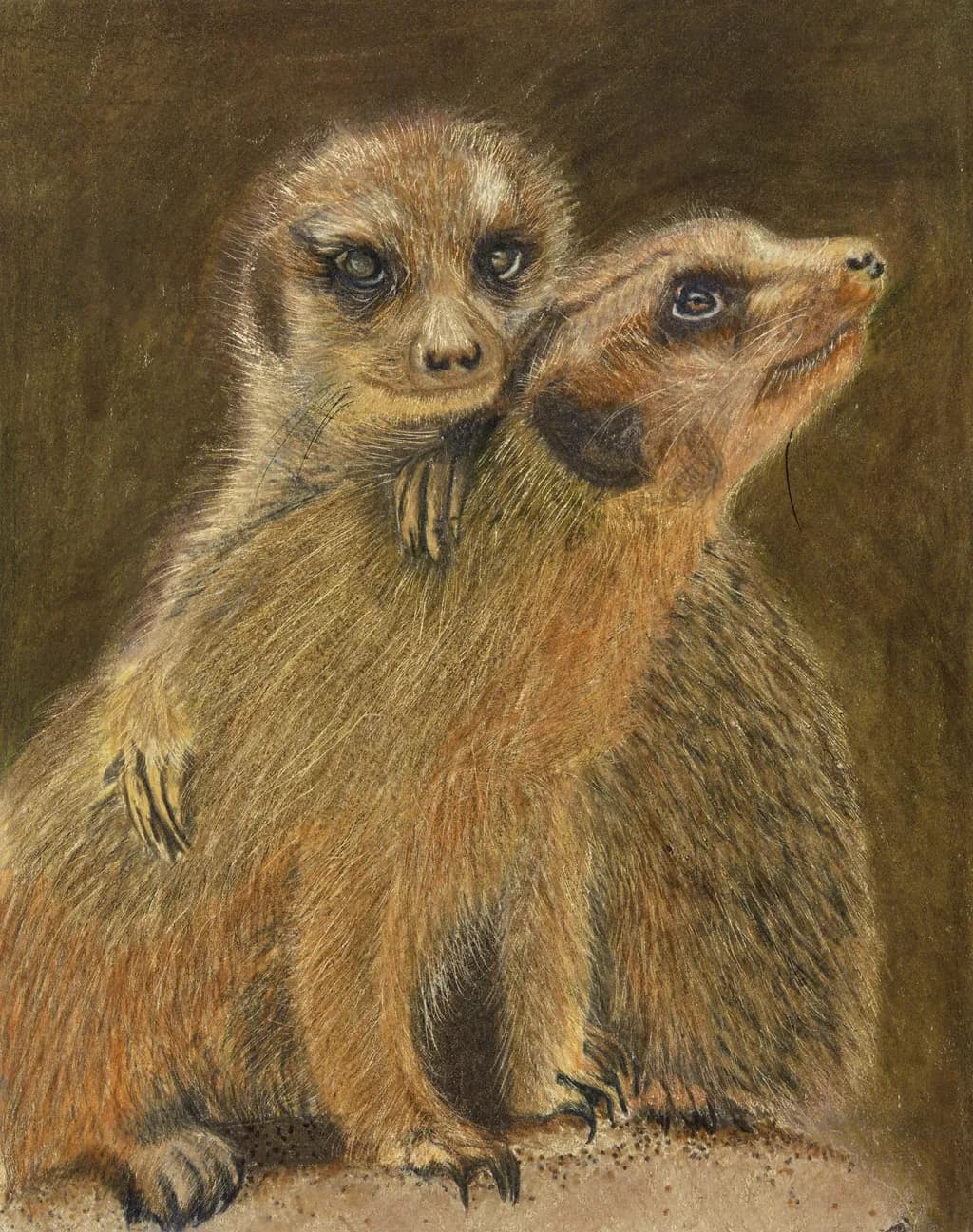 Meerkats Don't Dance