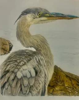 Heron on the Rocks