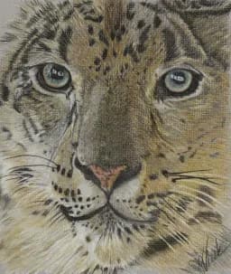 Tiger's Face