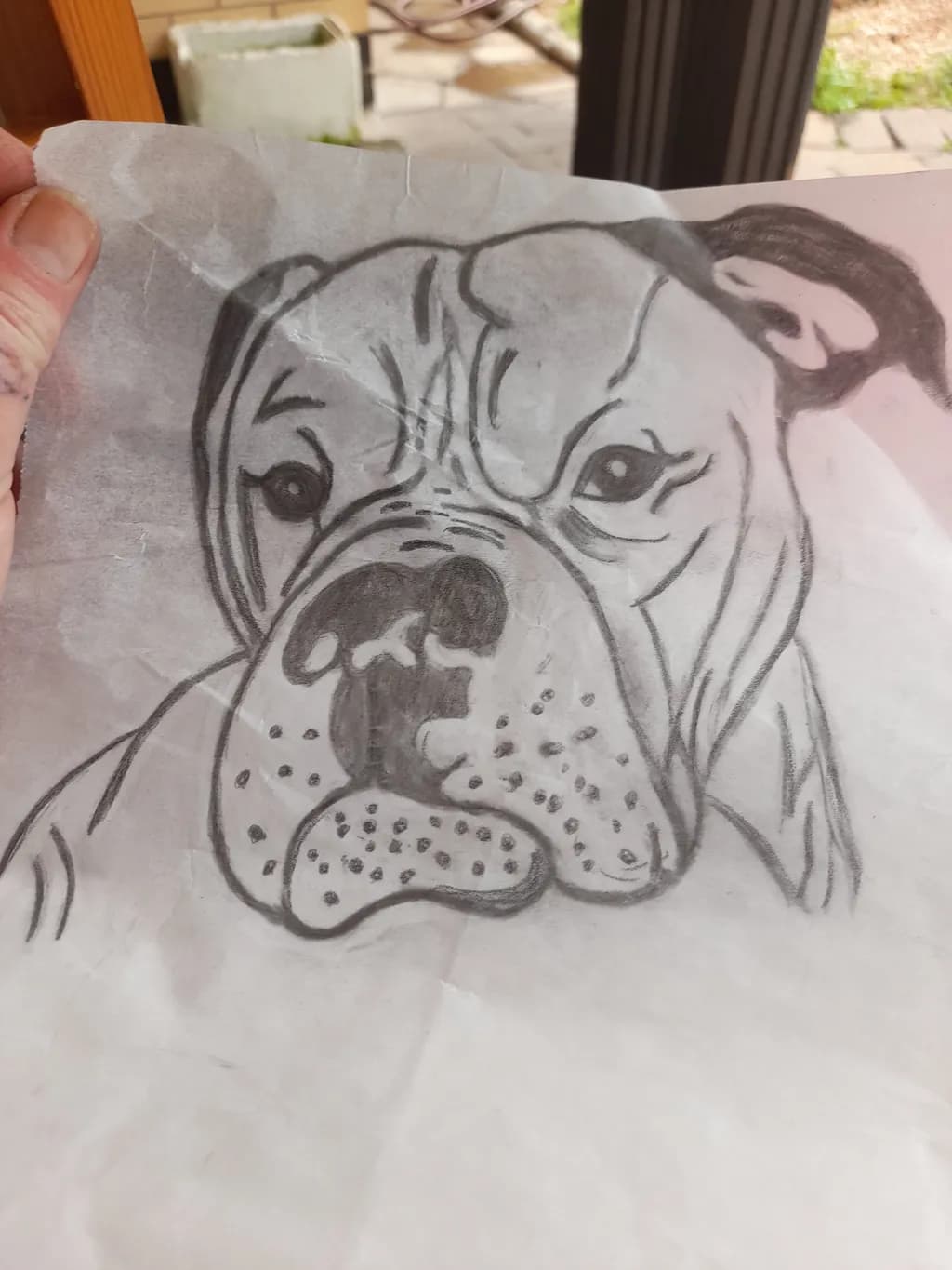 Bulldog Gaze