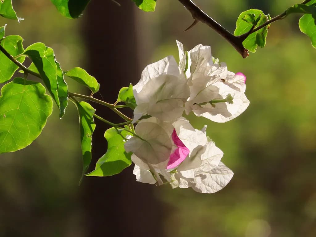 Frosted Bougainvillea