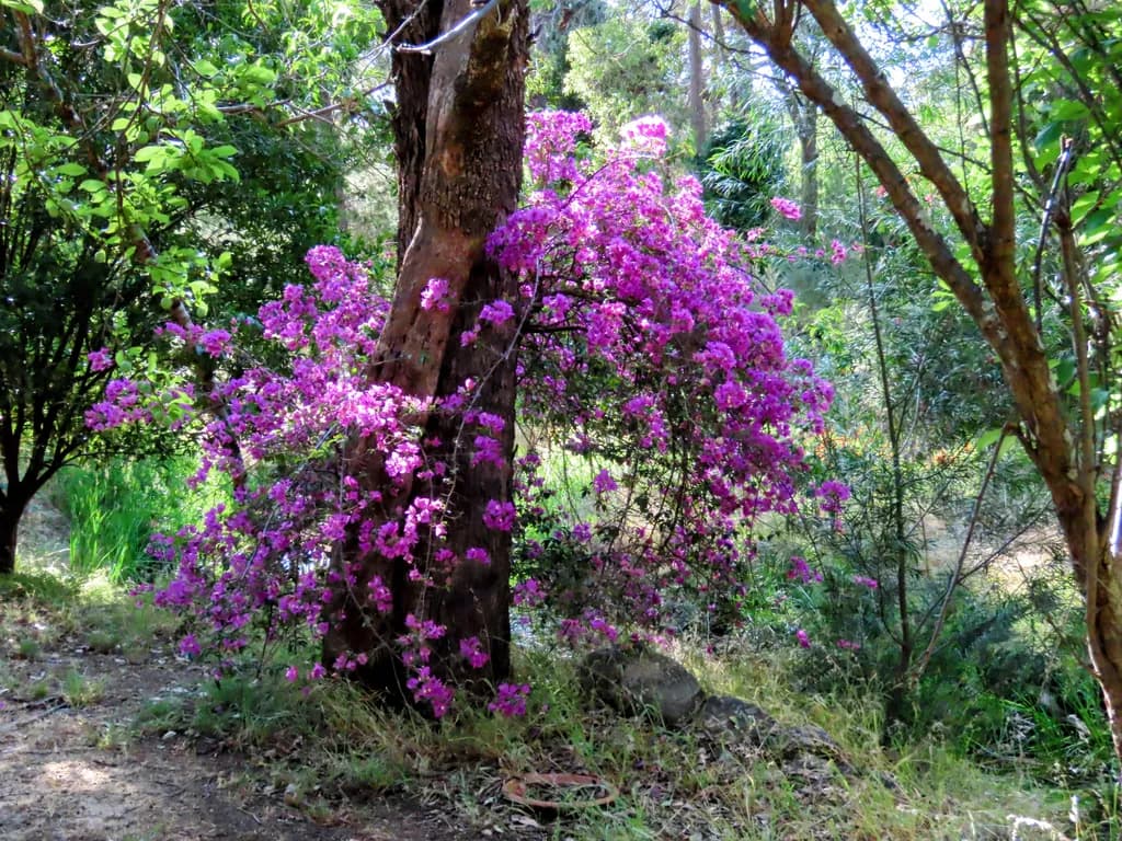 Purple Flourish