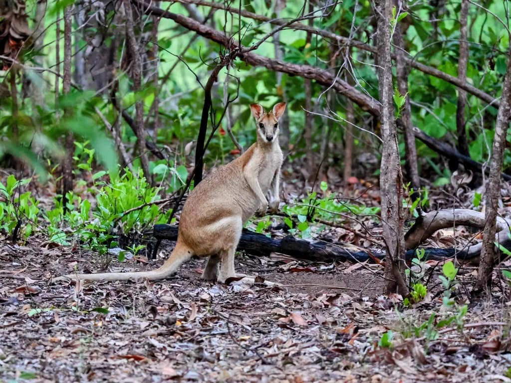 Bush Wallaby Encounter