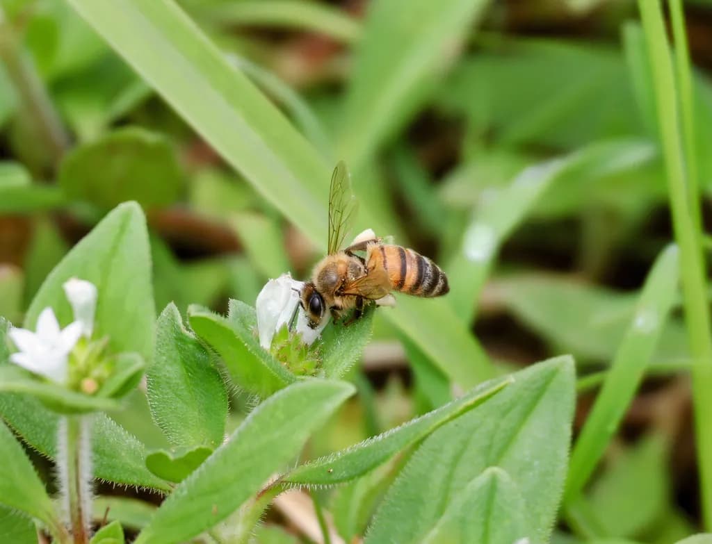 Bee Flutters