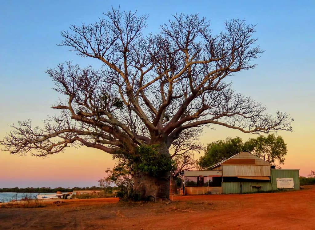 Boab Dusk