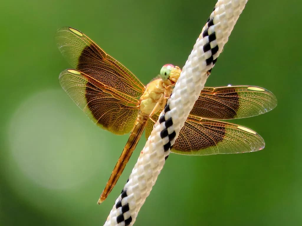 Golden Dragonfly