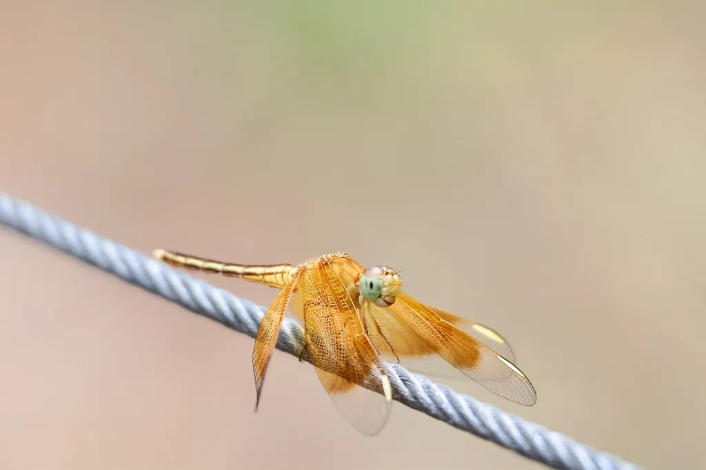 Golden Dragonfly