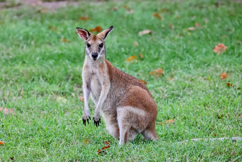 Mumma Wallaby