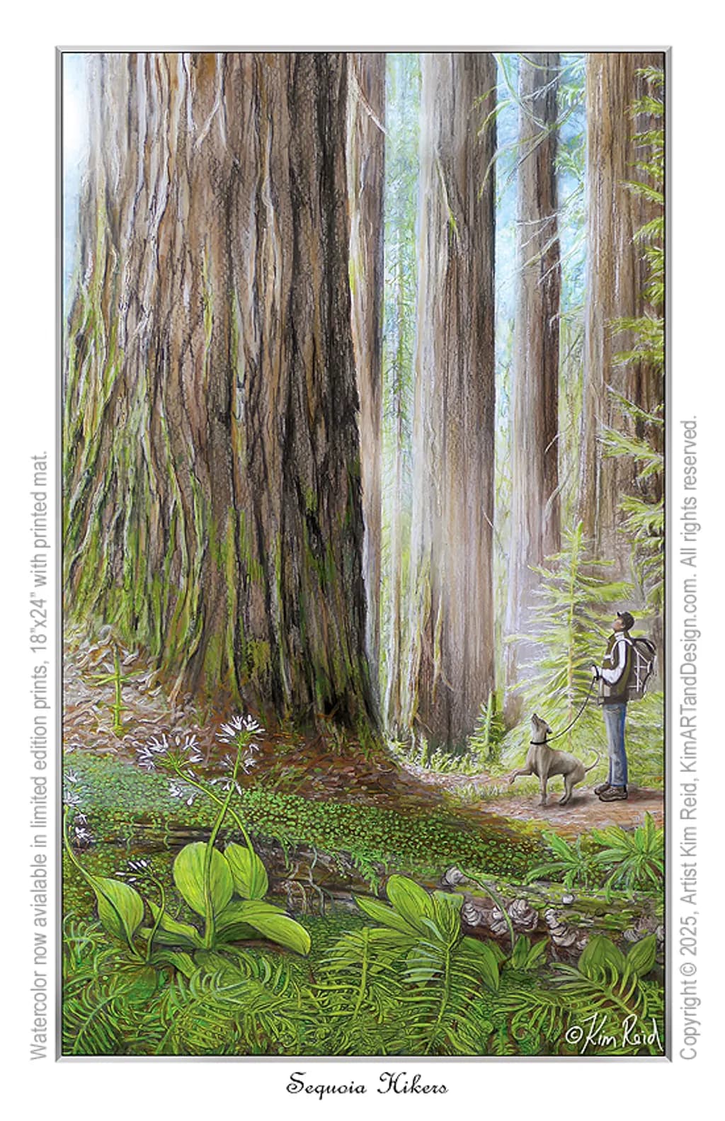 Sequoia Forest Hike