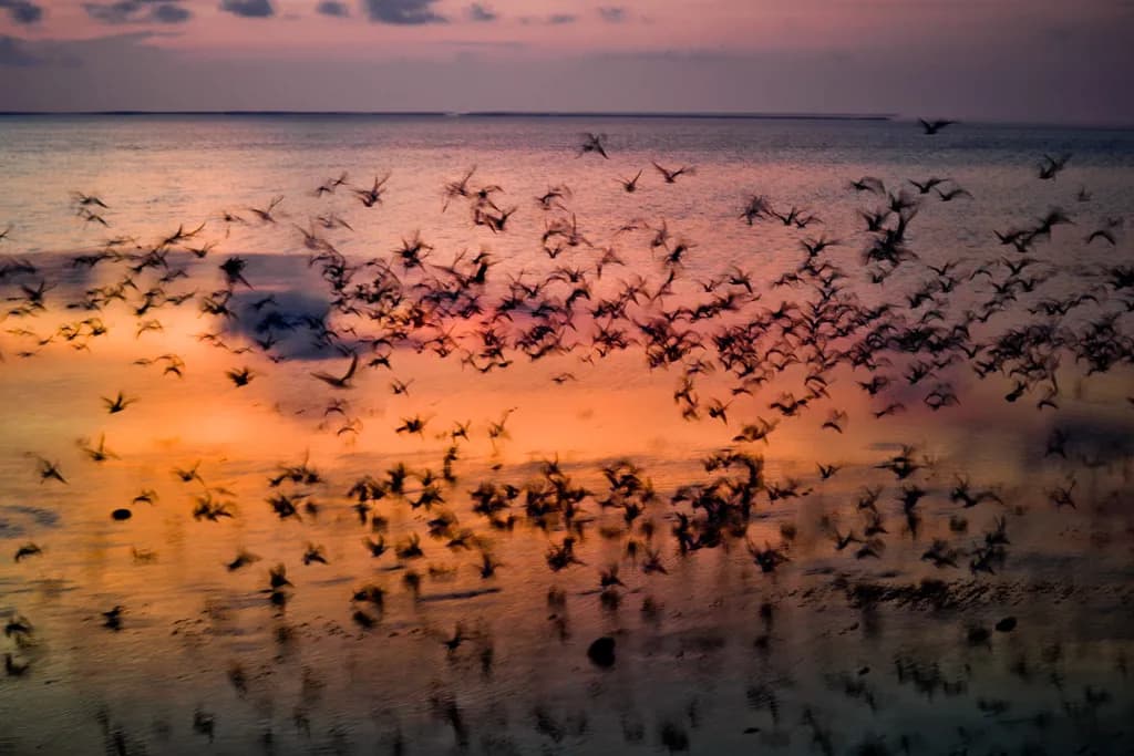 Flock at Sunset