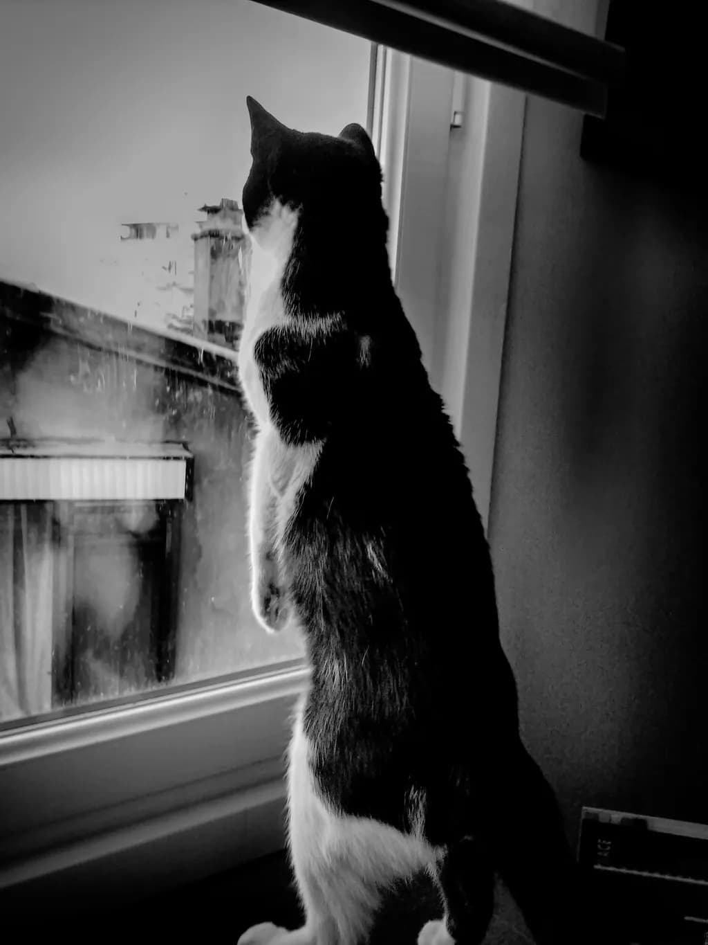 Curious Gaze