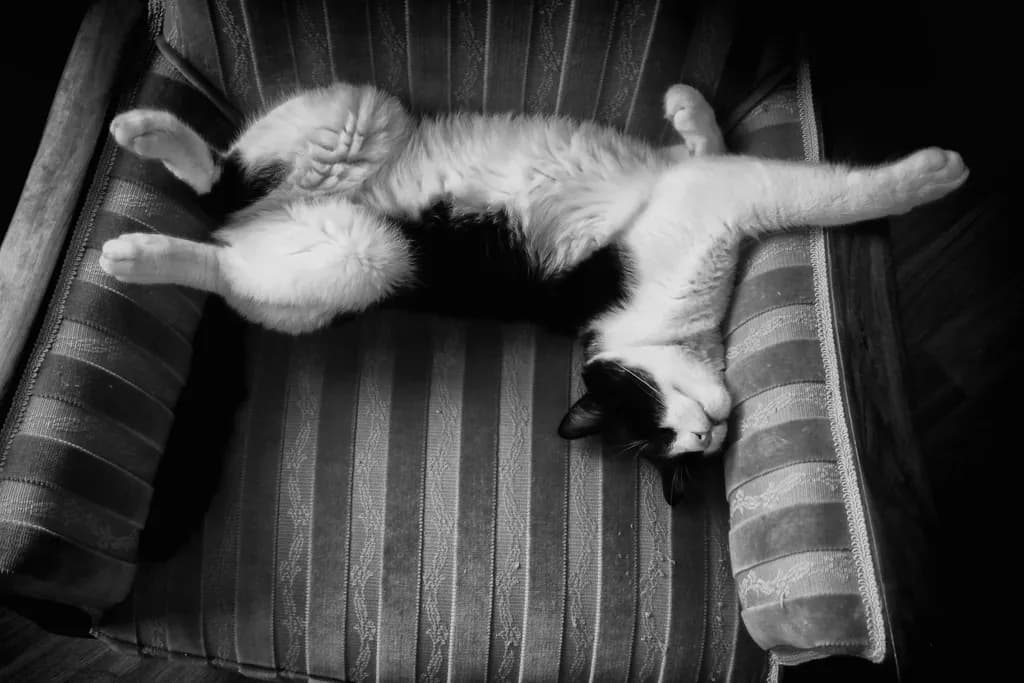 Cozy Catnap
