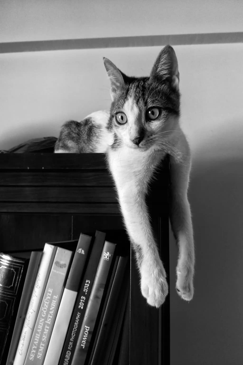 Curious Cat Perch