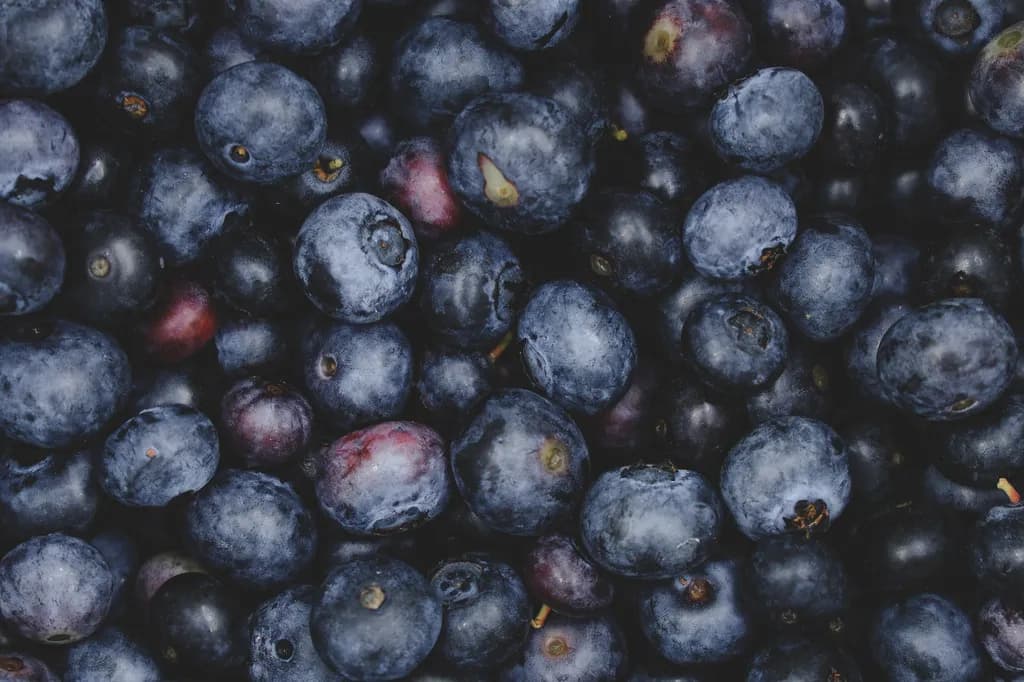 Blueberry Bounty