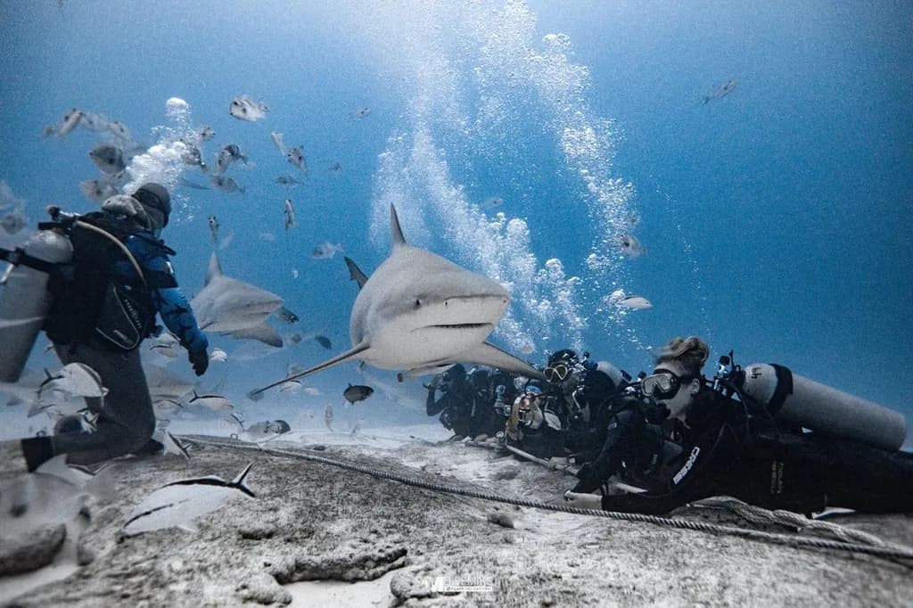 Underwater Encounter