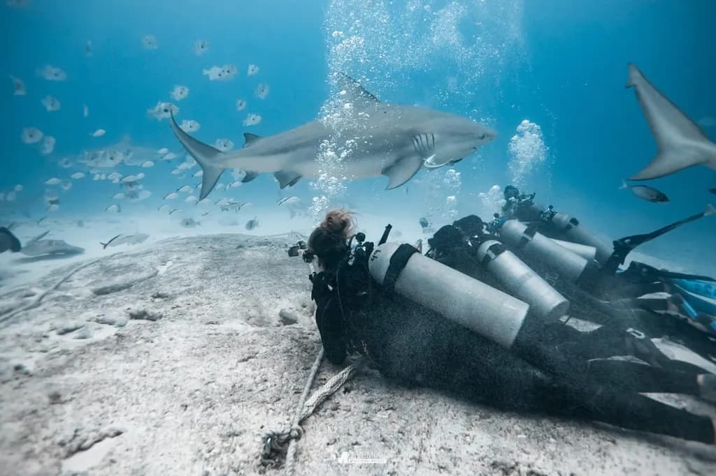 Underwater Encounter