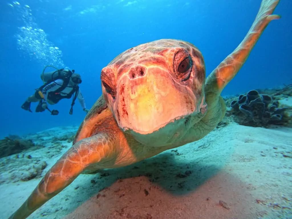 Underwater Encounter