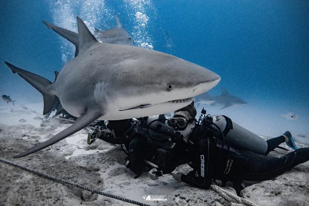 Shark Encounter