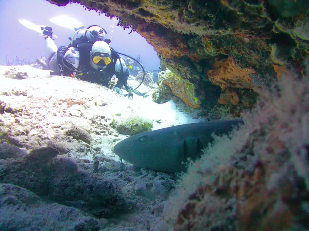 Underwater Encounter