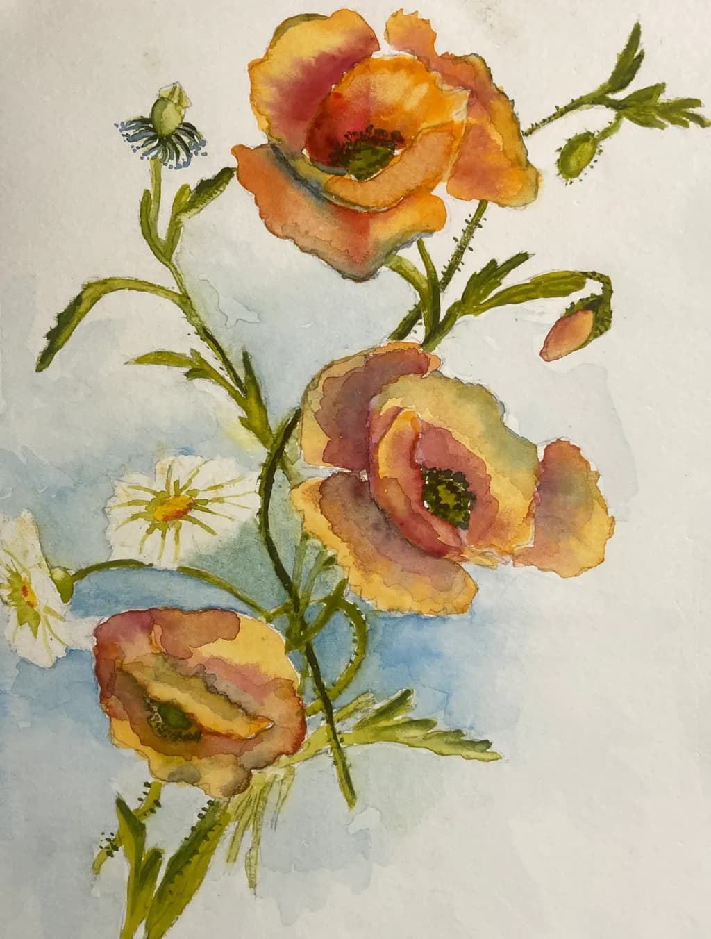 Poppy Bloom