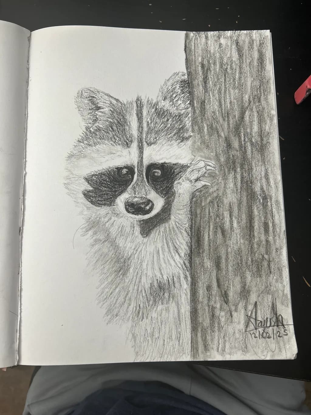 Raccoon Gaze