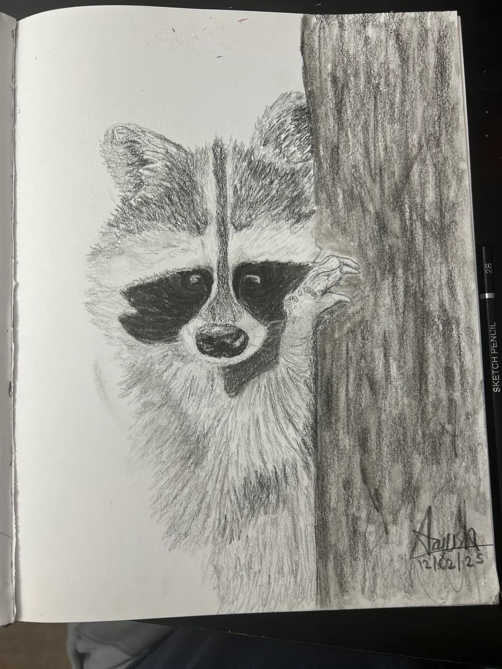 Curious Raccoon