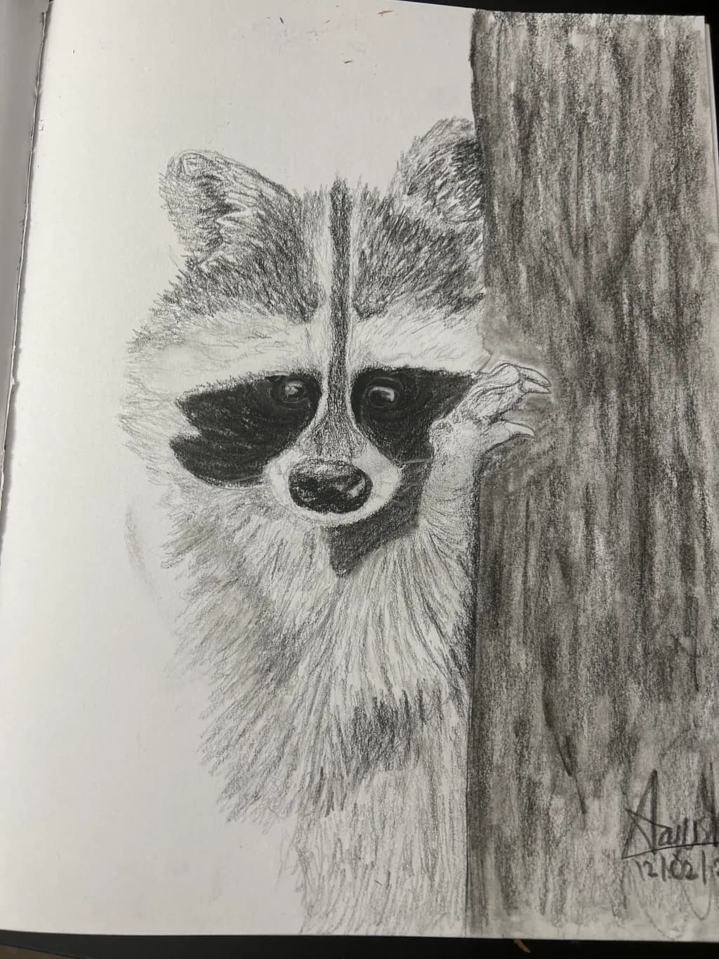 Curious Raccoon