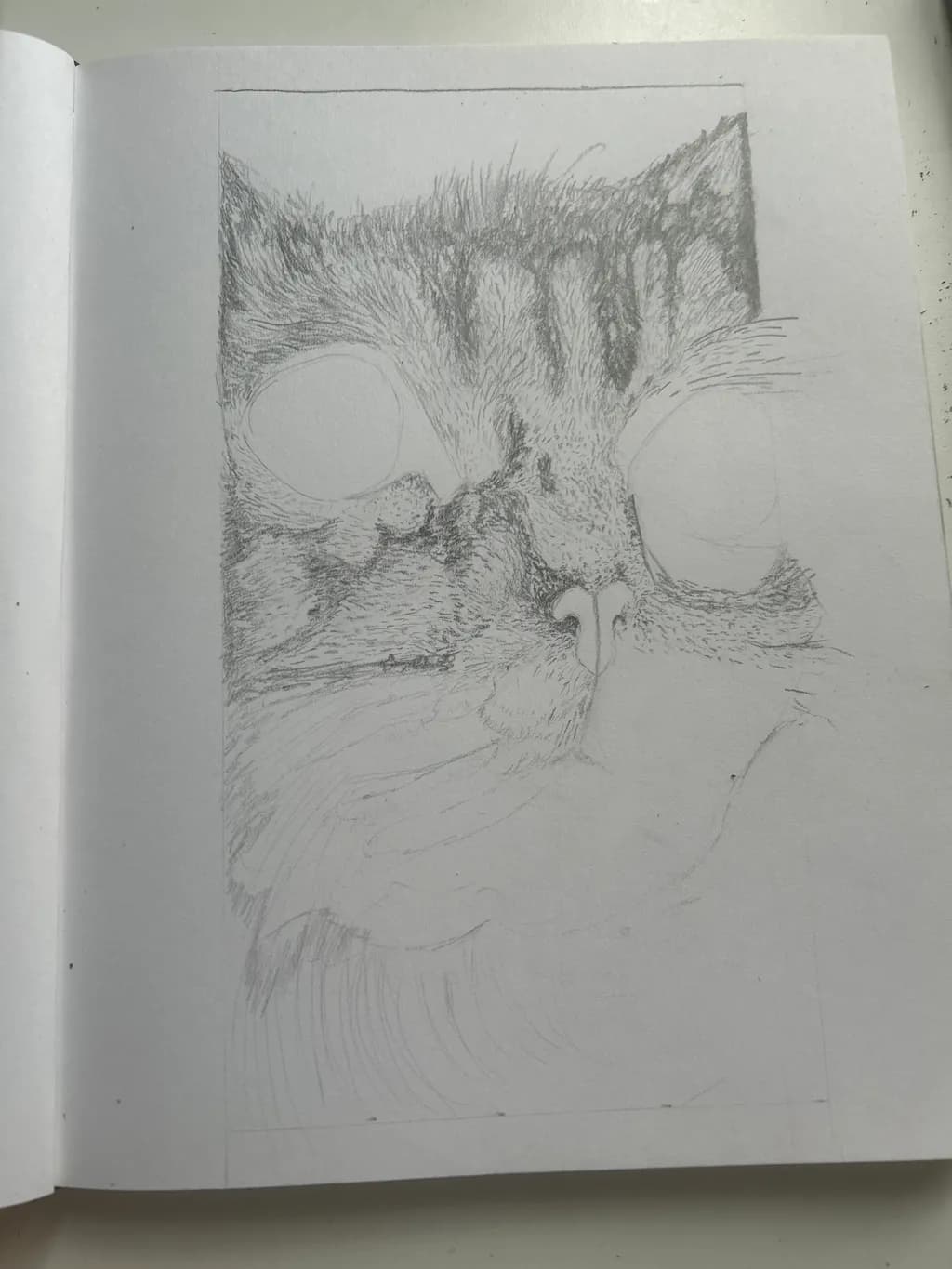Feline Focus
