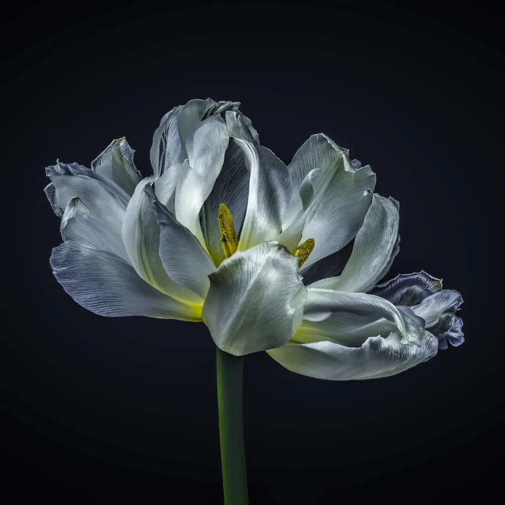 White Tulip