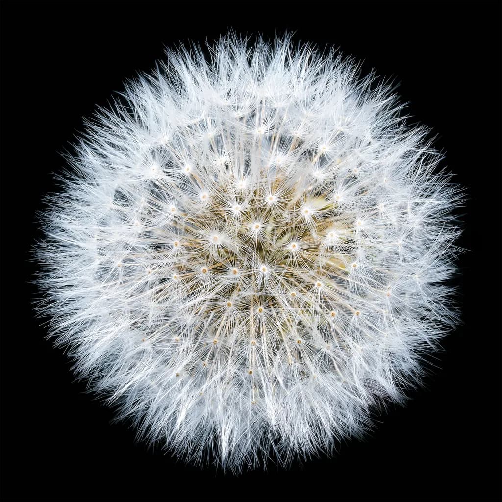 A Thousand Wishes