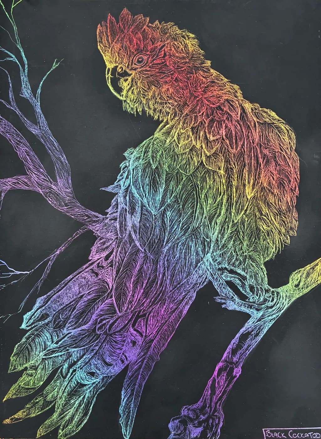 Rainbow Cockatoo
